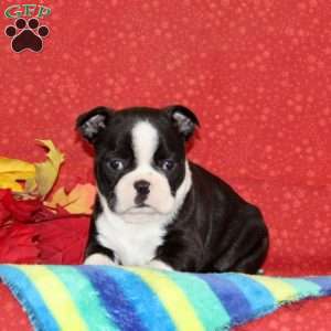 Petunia, Boston Terrier Puppy
